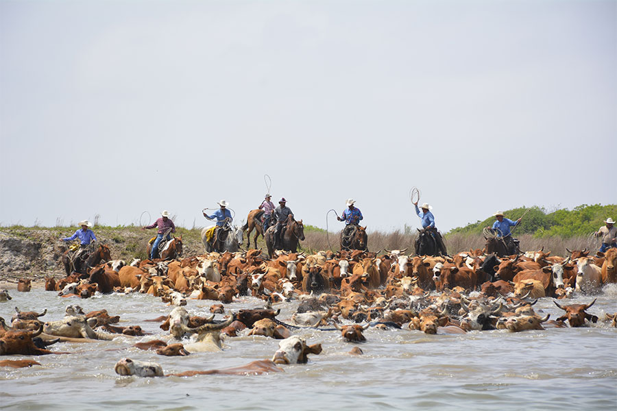 'Oldest Cattle Drive in Texas" by Jeralyn Novak