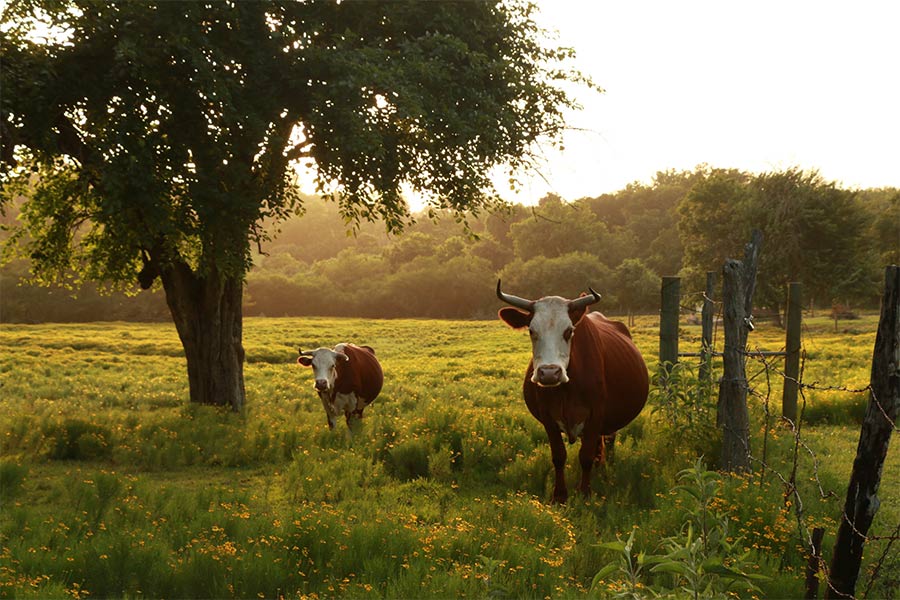 "Chappell Hill at Sunset" by Kelli Leake