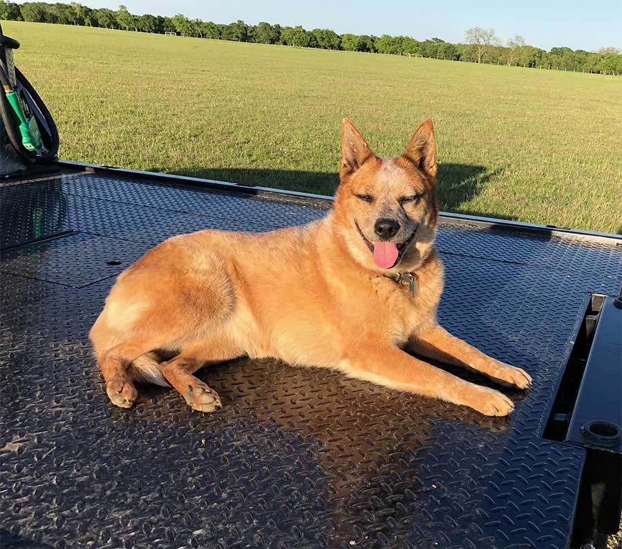 Photo of dog on farm