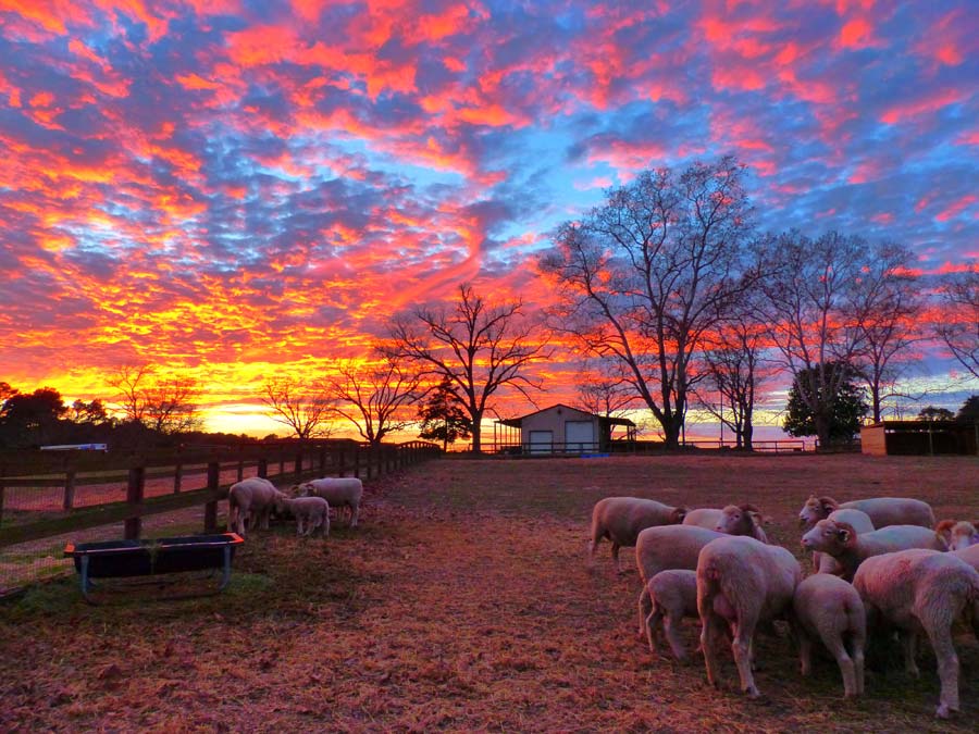 Beautiful photo of a sunset on a farm with sheep