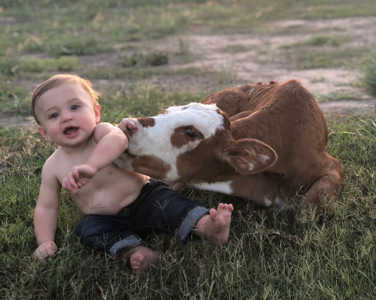 Photo of a baby being licked by a calf