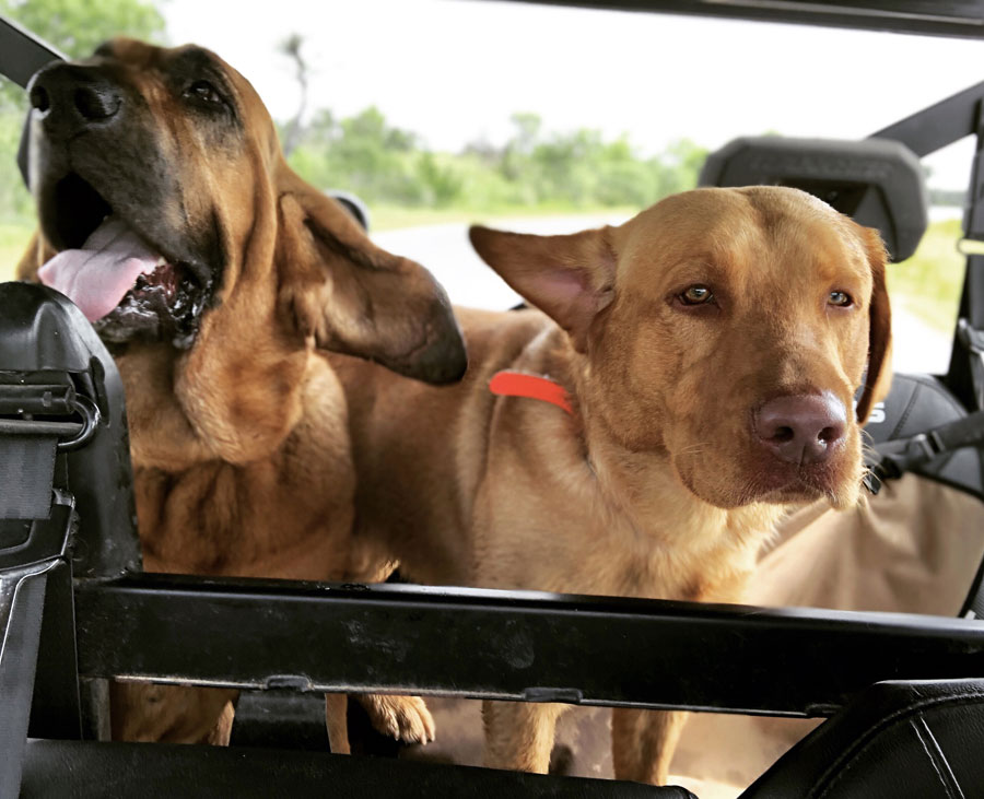 Photo of two dogs riding in the back seat of a jeep with open roof