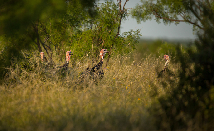 Photo of turkeys on a farm