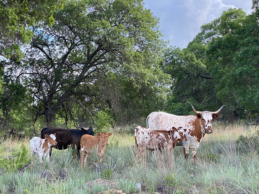 Image of longhorns & calves