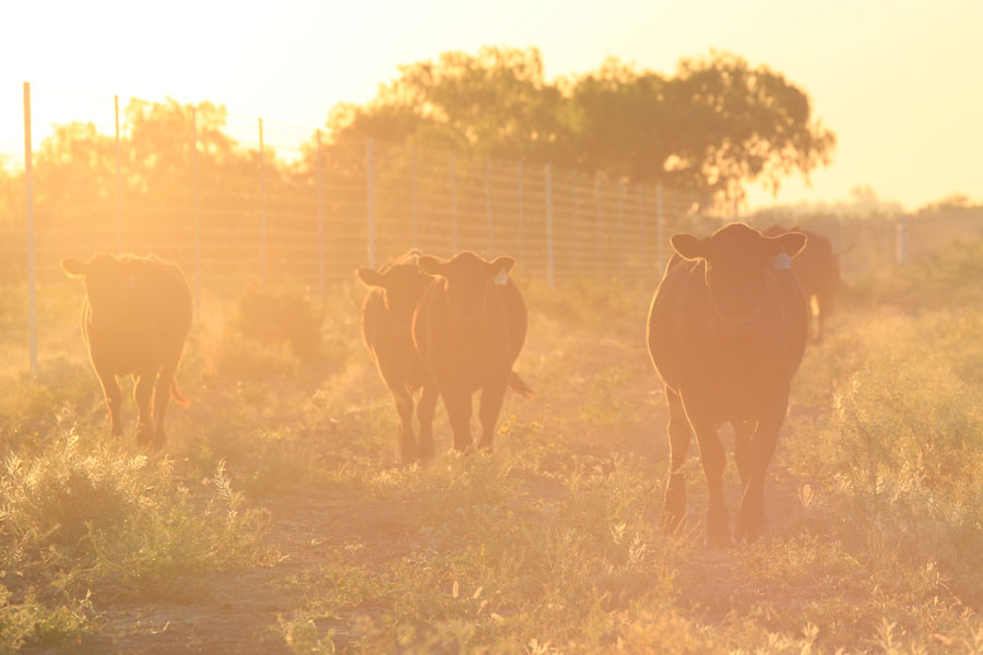 Hazy photo of cows walking in field