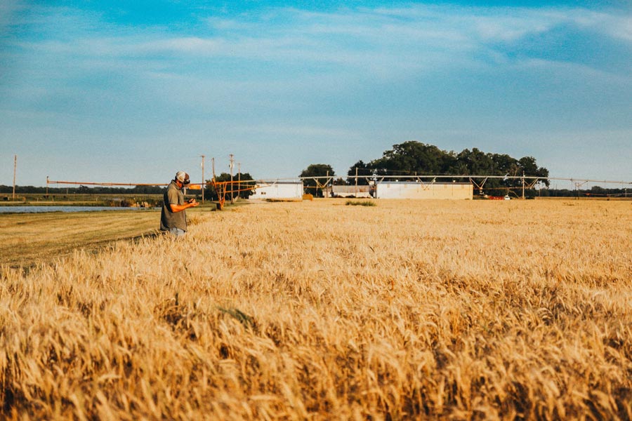 Image of a man in a grain field