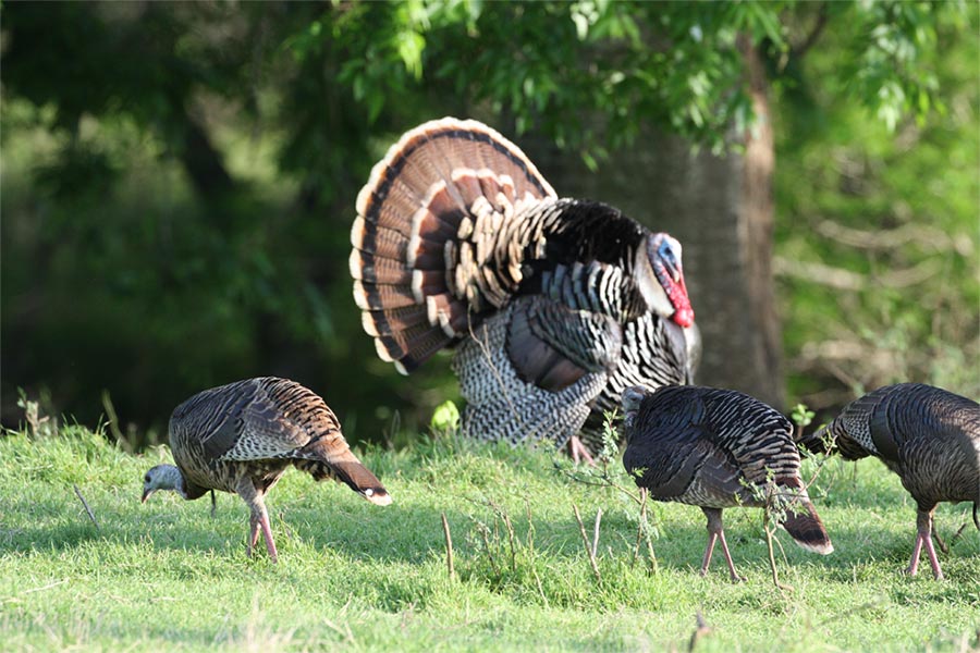 Turkey Hunt" by Rick Doak