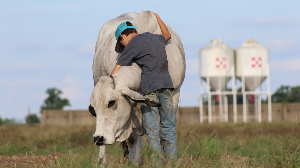 Boy hugging white cow