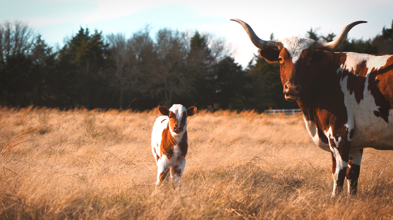 Brown and white longhorn and calf