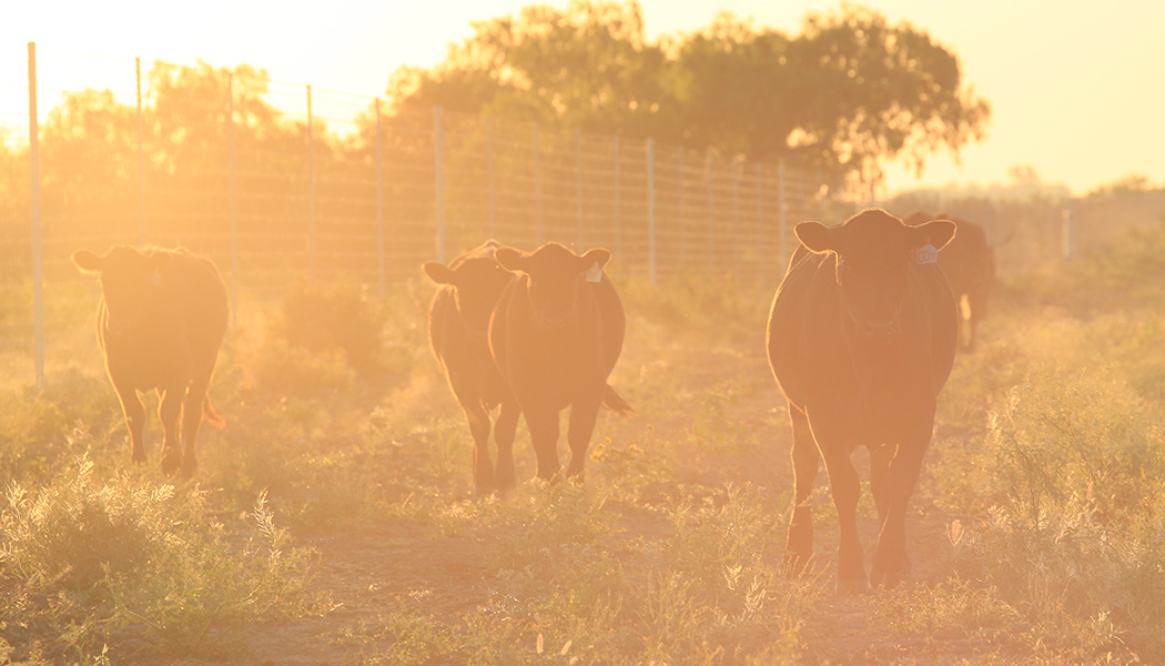 Cattle grazing with golden sky