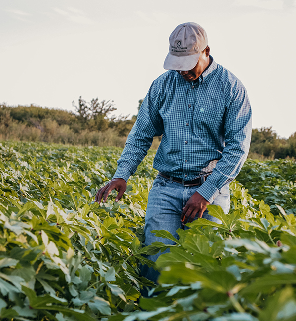 Farmer inspecting crops in the field