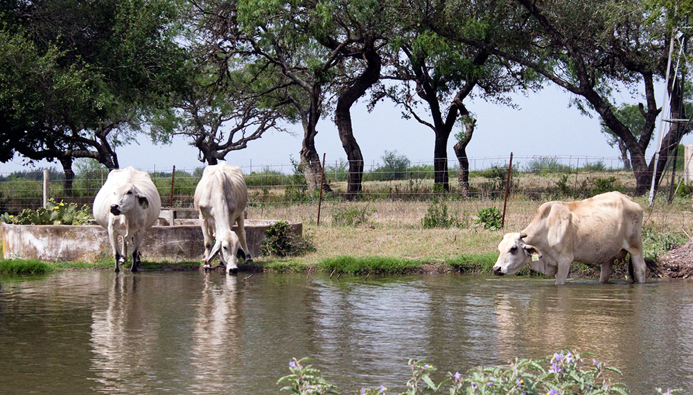 White cows walking and drinking in a pond