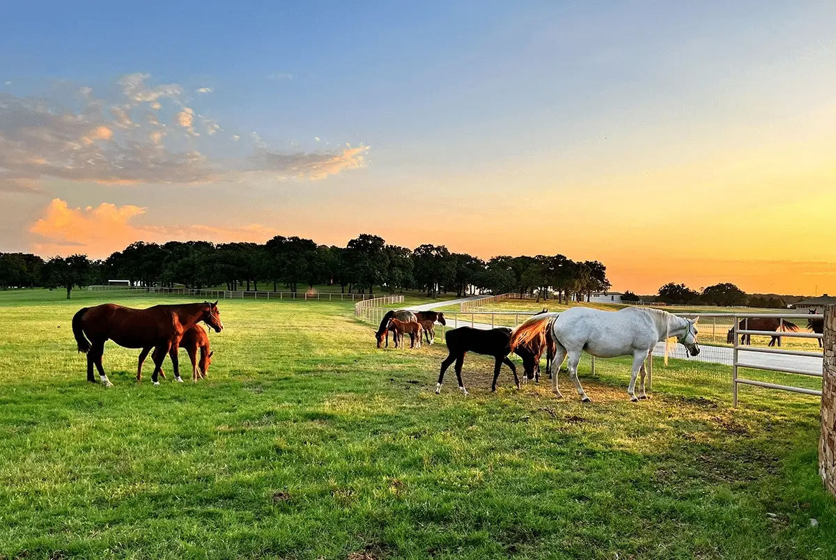ranch horse grazing texas land