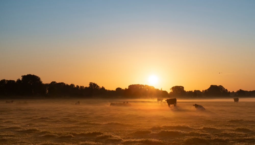 Cows in a field at sunrise